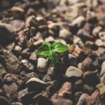 20 growth mindset quotes and explanations