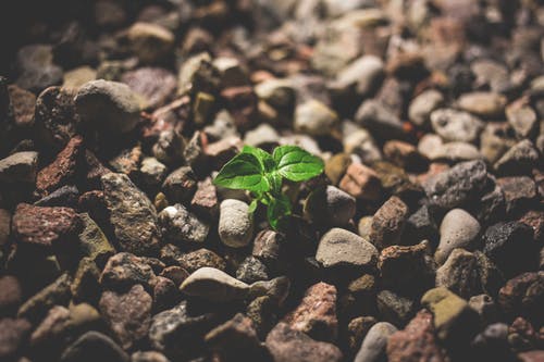 20 growth mindset quotes and explanations